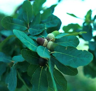 lacey oak leaves