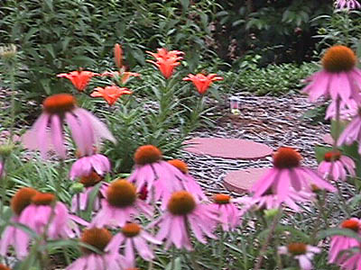 echinacea and lilies