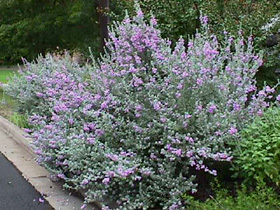Texas sage, gray with lavendar flowers